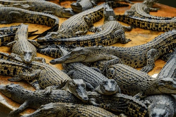 Group of crocodiles resting closely together on a crocodile farm.