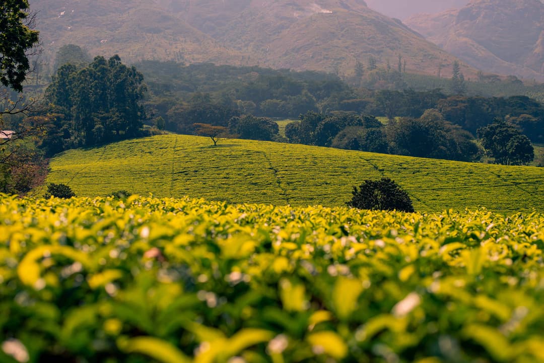 Home top content image-1