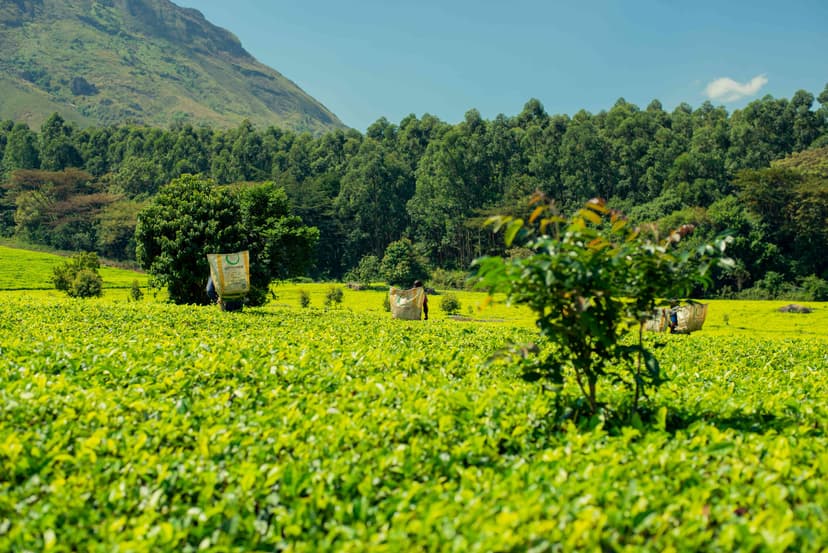 Lush green tea plantation with workers harvesting leaves against a scenic mountain backdrop under clear blue skies.