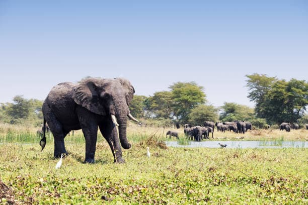 Large elephant walking near water with a herd in the background in Malawi